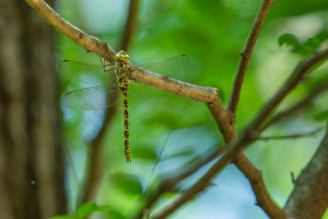 boyeria irene aeschne paisible femelle boyeria irene aeschne paisible femelle