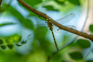 boyeria irene aeschne paisible femelle boyeria irene aeschne paisible femelle