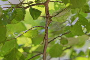 boyeria irene aeschne paisible femelle f. typica 21 dxo boyeria irene aeschne paisible femelle f. typica 21 dxo