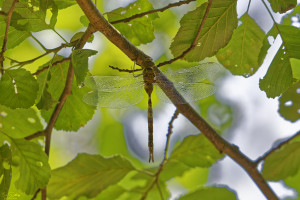 boyeria irene aeschne paisible femelle f. typica 23 dxo boyeria irene aeschne paisible femelle f. typica 23 dxo