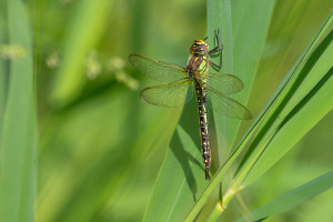 brachytron pratense aeschne printaniere femelle brachytron pratense aeschne printaniere femelle