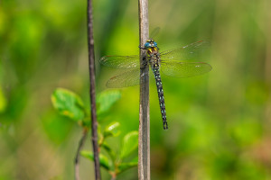 brachytron pratense aeschne printaniere male brachytron pratense aeschne printaniere male