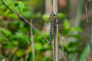 brachytron pratense aeschne printaniere male brachytron pratense aeschne printaniere male
