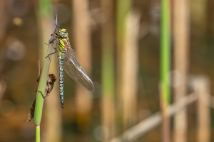 brachytron pratense aeschne printaniere male brachytron pratense aeschne printaniere male