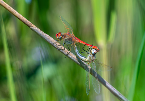 sympetrum fonscolombii   sympetrum a nervures rouges coeur copulatoire
