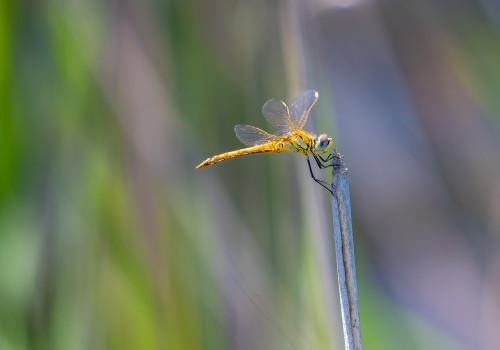 sympetrum fonscolombii   sympetrum a nervures rouges femelle