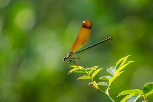calopteryx haemorrhoidalis calopteryx haemorrhoidal femelle calopteryx haemorrhoidalis calopteryx haemorrhoidal femelle