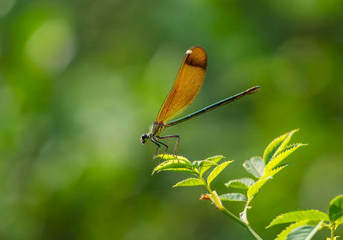 calopteryx haemorrhoidalis calopteryx haemorrhoidal femelle calopteryx haemorrhoidalis calopteryx haemorrhoidal femelle