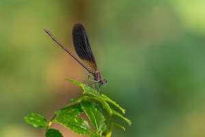 calopteryx haemorrhoidalis calopteryx haemorrhoidal male calopteryx haemorrhoidalis calopteryx haemorrhoidal male