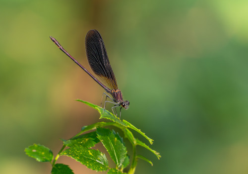 calopteryx haemorrhoidalis calopteryx haemorrhoidal male calopteryx haemorrhoidalis calopteryx haemorrhoidal male