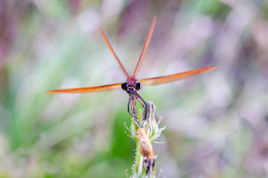 calopteryx haemorrhoidalis le calopteryx haemorrhoidal calopteryx haemorrhoidalis le calopteryx haemorrhoidal