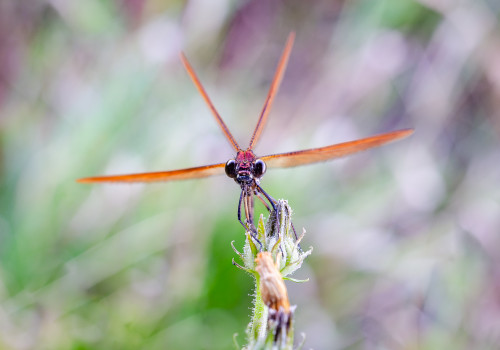 calopteryx haemorrhoidalis le calopteryx haemorrhoidal calopteryx haemorrhoidalis le calopteryx haemorrhoidal