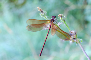 calopteryx haemorrhoidalis le calopteryx haemorrhoidal calopteryx haemorrhoidalis le calopteryx haemorrhoidal
