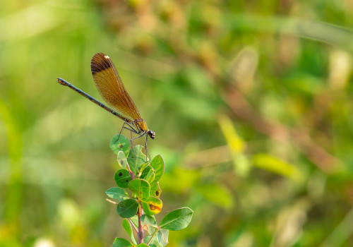 calopteryx haemorrhoidalis le calopteryx haemorrhoidal femelle calopteryx haemorrhoidalis le calopteryx haemorrhoidal femelle
