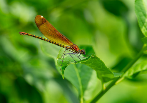 calopteryx haemorrhoidalis le calopteryx haemorrhoidal femelle calopteryx haemorrhoidalis le calopteryx haemorrhoidal femelle