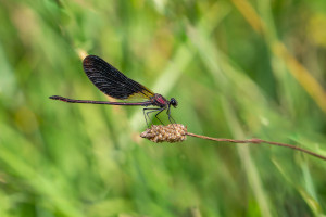 calopteryx haemorrhoidalis le calopteryx haemorrhoidal male calopteryx haemorrhoidalis le calopteryx haemorrhoidal male