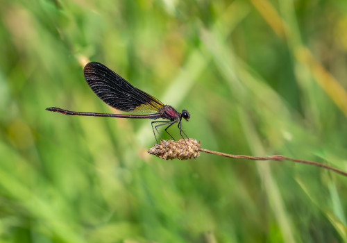 calopteryx haemorrhoidalis le calopteryx haemorrhoidal male calopteryx haemorrhoidalis le calopteryx haemorrhoidal male