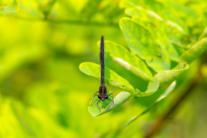 calopteryx haemorrhoidalis le calopteryx haemorrhoidal male calopteryx haemorrhoidalis le calopteryx haemorrhoidal male