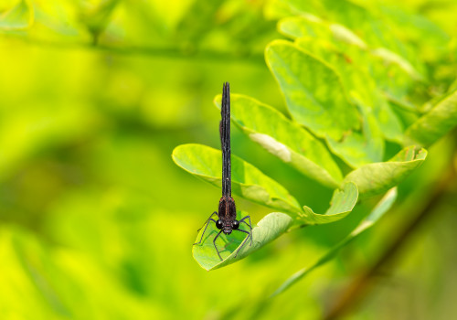 calopteryx haemorrhoidalis le calopteryx haemorrhoidal male calopteryx haemorrhoidalis le calopteryx haemorrhoidal male