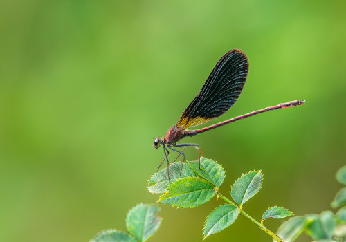 calopteryx haemorrhoidalis le calopteryx haemorrhoidal male calopteryx haemorrhoidalis le calopteryx haemorrhoidal male