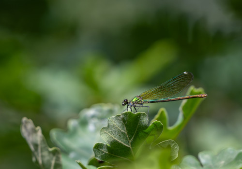 calopteryx splendens   calopteryx eclatant femelle