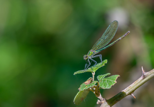 calopteryx splendens   calopteryx eclatant femelle