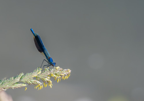 calopteryx splendens   calopteryx eclatant male