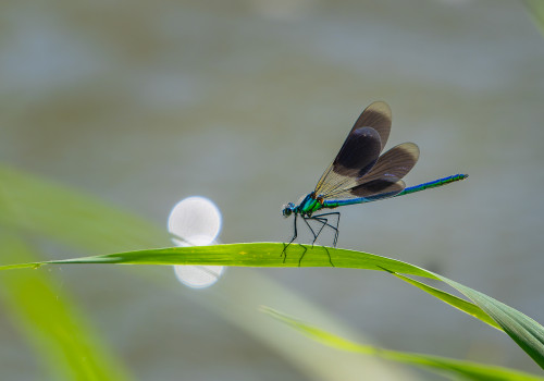 calopteryx splendens   calopteryx eclatant male