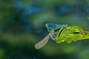 calopteryx splendes subsp. splendens le calopteryx eclatant couple calopteryx splendes subsp. splendens le calopteryx eclatant couple