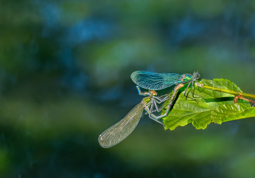 calopteryx splendes subsp. splendens le calopteryx eclatant couple calopteryx splendes subsp. splendens le calopteryx eclatant couple
