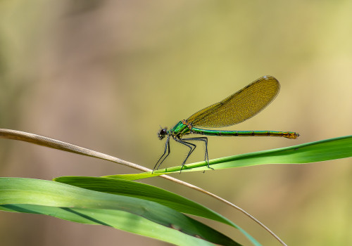 calopteryx splendes subsp. splendens le calopteryx eclatant femelle calopteryx splendes subsp. splendens le calopteryx eclatant femelle