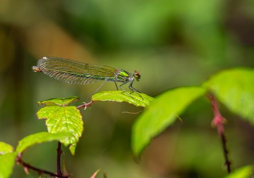 calopteryx splendes subsp. splendens le calopteryx eclatant femelle calopteryx splendes subsp. splendens le calopteryx eclatant femelle
