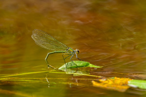 calopteryx splendes subsp. splendens le calopteryx eclatant femelle calopteryx splendes subsp. splendens le calopteryx eclatant femelle