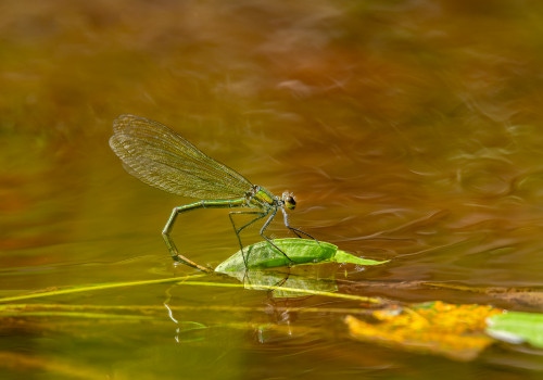 calopteryx splendes subsp. splendens le calopteryx eclatant femelle calopteryx splendes subsp. splendens le calopteryx eclatant femelle