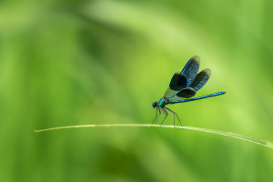 calopteryx splendes subsp. splendens le calopteryx eclatant male calopteryx splendes subsp. splendens le calopteryx eclatant male