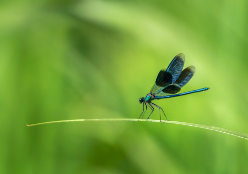 calopteryx splendes subsp. splendens le calopteryx eclatant male calopteryx splendes subsp. splendens le calopteryx eclatant male