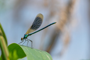 calopteryx splendes subsp. splendens le calopteryx eclatant male calopteryx splendes subsp. splendens le calopteryx eclatant male