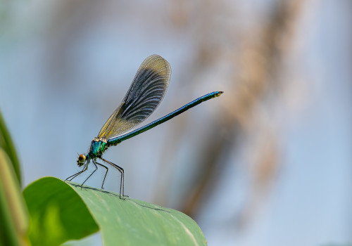 calopteryx splendes subsp. splendens le calopteryx eclatant male calopteryx splendes subsp. splendens le calopteryx eclatant male