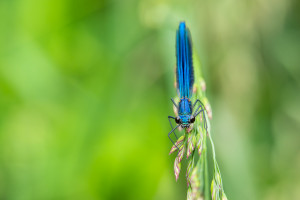 calopteryx splendes subsp. splendens le calopteryx eclatant male calopteryx splendes subsp. splendens le calopteryx eclatant male