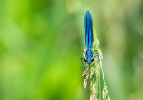 calopteryx splendes subsp. splendens le calopteryx eclatant male calopteryx splendes subsp. splendens le calopteryx eclatant male