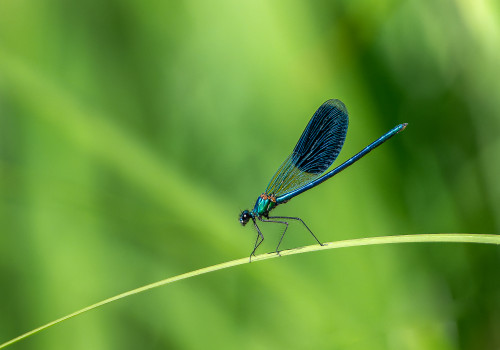 calopteryx splendes subsp. splendens le calopteryx eclatant male calopteryx splendes subsp. splendens le calopteryx eclatant male