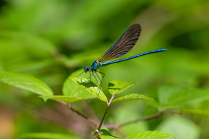 calopteryx virgo calopteryx vierge male calopteryx virgo calopteryx vierge male