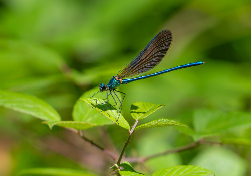 calopteryx virgo calopteryx vierge male calopteryx virgo calopteryx vierge male
