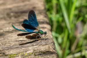 calopteryx virgo le calopteryx vierge male calopteryx virgo le calopteryx vierge male