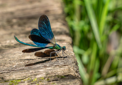 calopteryx virgo le calopteryx vierge male calopteryx virgo le calopteryx vierge male