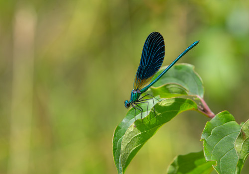 calopteryx virgo subsp. meridionalis le calopteryx vierge male calopteryx virgo subsp. meridionalis le calopteryx vierge male