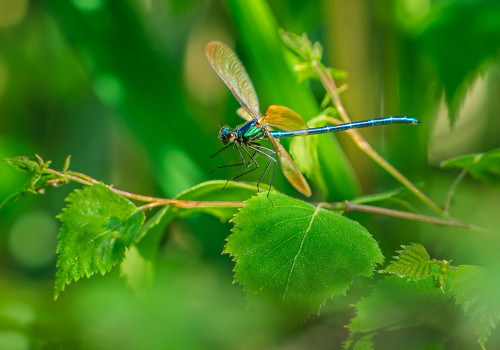 calopteryx virgo subsp. meridionalis le calopteryx vierge male calopteryx virgo subsp. meridionalis le calopteryx vierge male