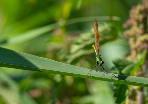 calopteryx virgo subsp. virgo le calopteryx vierge femelle calopteryx virgo subsp. virgo le calopteryx vierge femelle