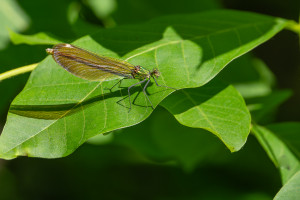 calopteryx virgo subsp. virgo le calopteryx vierge femelle calopteryx virgo subsp. virgo le calopteryx vierge femelle