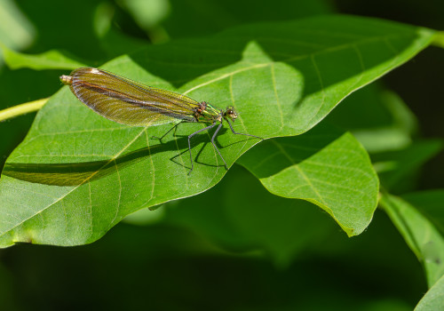 calopteryx virgo subsp. virgo le calopteryx vierge femelle calopteryx virgo subsp. virgo le calopteryx vierge femelle